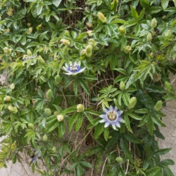 Passionsblume - Exotik im Handumdrehen