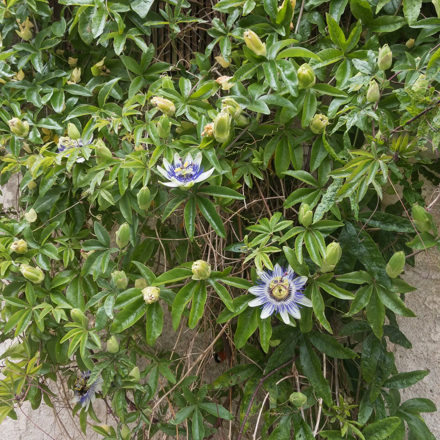 Passionsblume - Exotik im Handumdrehen