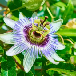 Passionsblume - Exotik im Handumdrehen