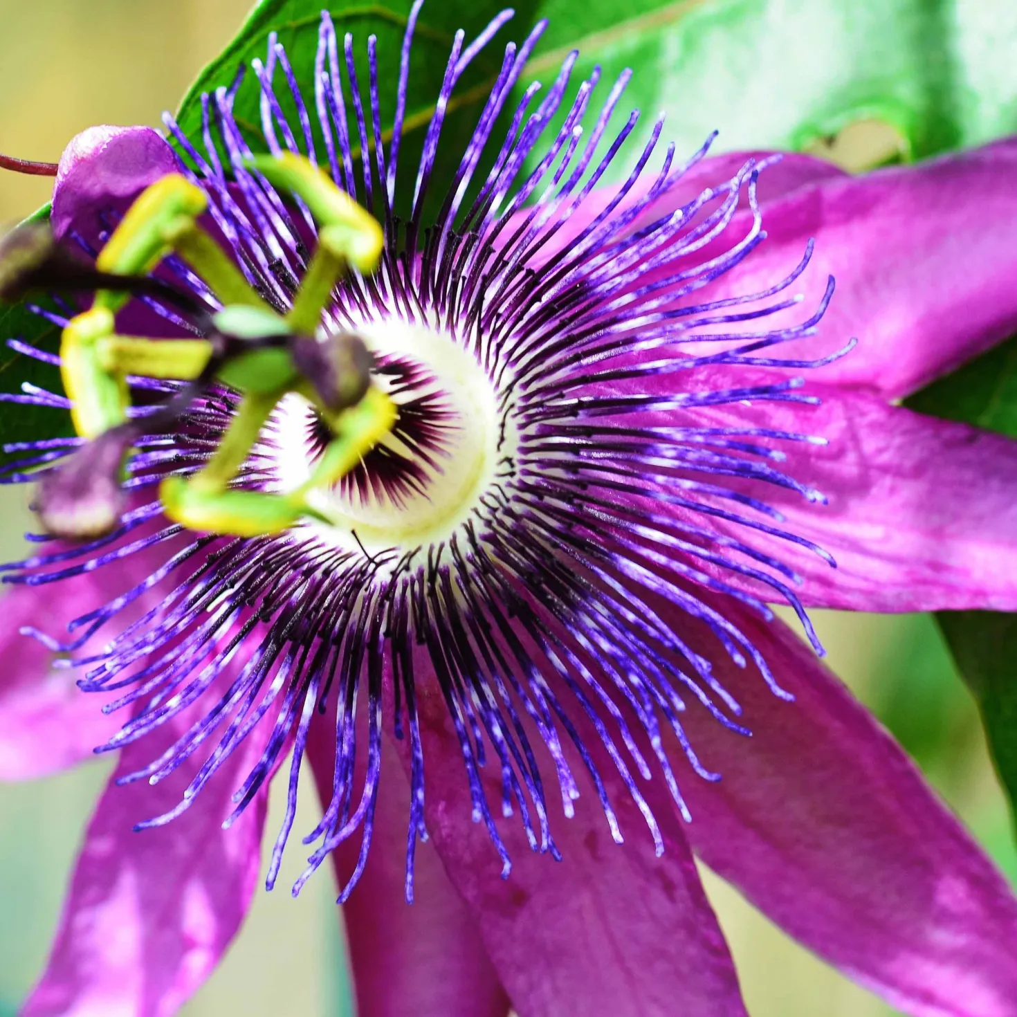 Passionsblume Lavender Lady - Exotik ganz einfach