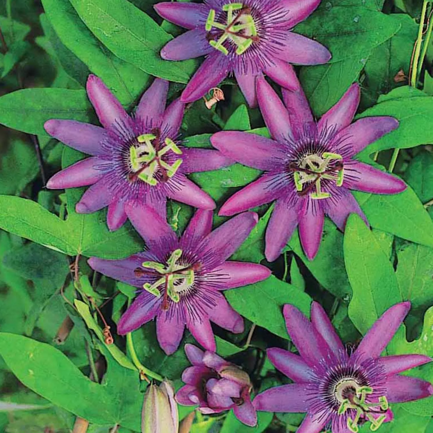 Passionsblume Lavender Lady - Exotik ganz einfach
