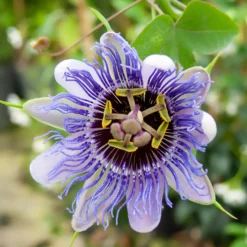 Passionsblume 'Purple Rain' - Exotik für Balkon und Garten