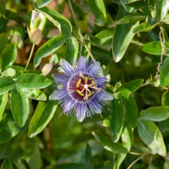 Passionsblume 'Purple Rain' - Exotik für Balkon und Garten