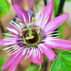 Passionsblume Victoria - Exotik am Zaun im Nu