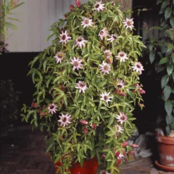 Passionsblume Victoria - Exotik am Zaun im Nu