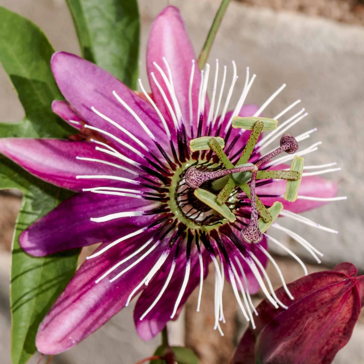 Passionsblume Victoria - Exotik am Zaun im Nu