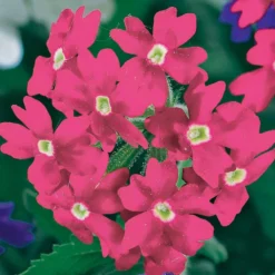 Pastell-Blumen Mischung (x3) - Zarte Farben, sofort schön