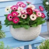 Pastellfarbene Gerbera (x4) - Zarte Farben, sofort schön