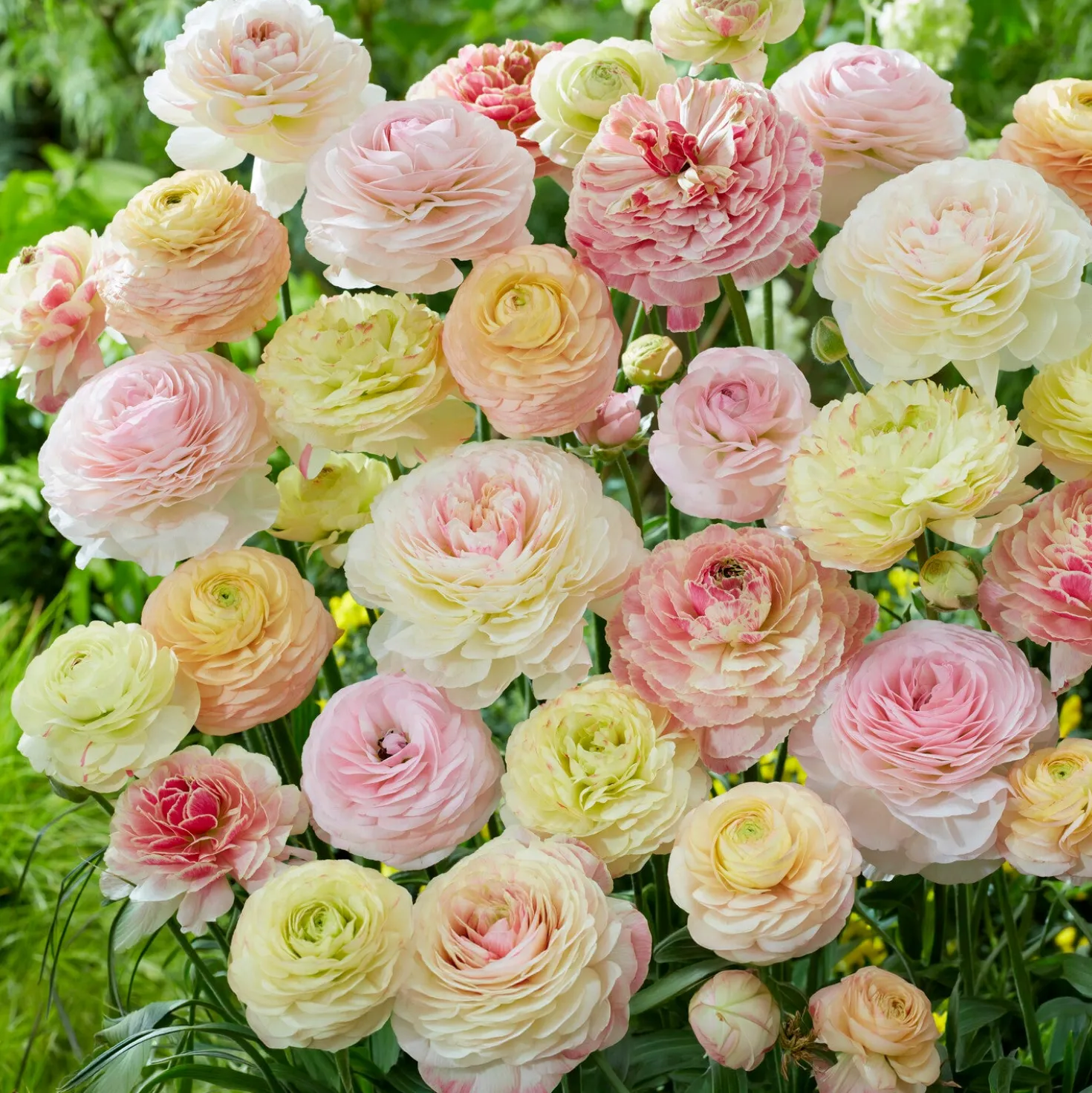 15 pastellfarbene Ranunkeln - Rosenblüten ohne Aufwand