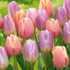 Pastel Tulpen (x20) - Zarte Farben im Frühling