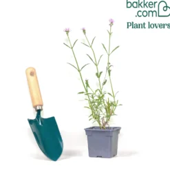 Patagonisches Eisenkraut Royal Dreams - Wolke aus Violett im Beet