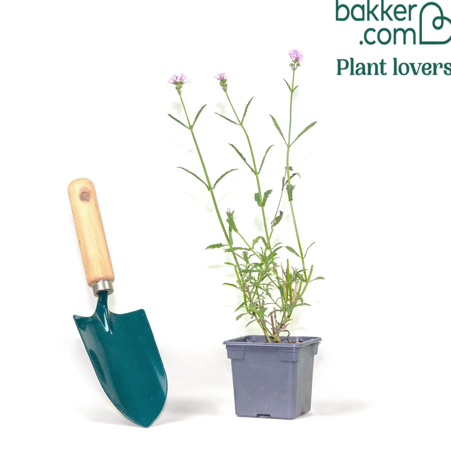 Patagonisches Eisenkraut Royal Dreams - Wolke aus Violett im Beet