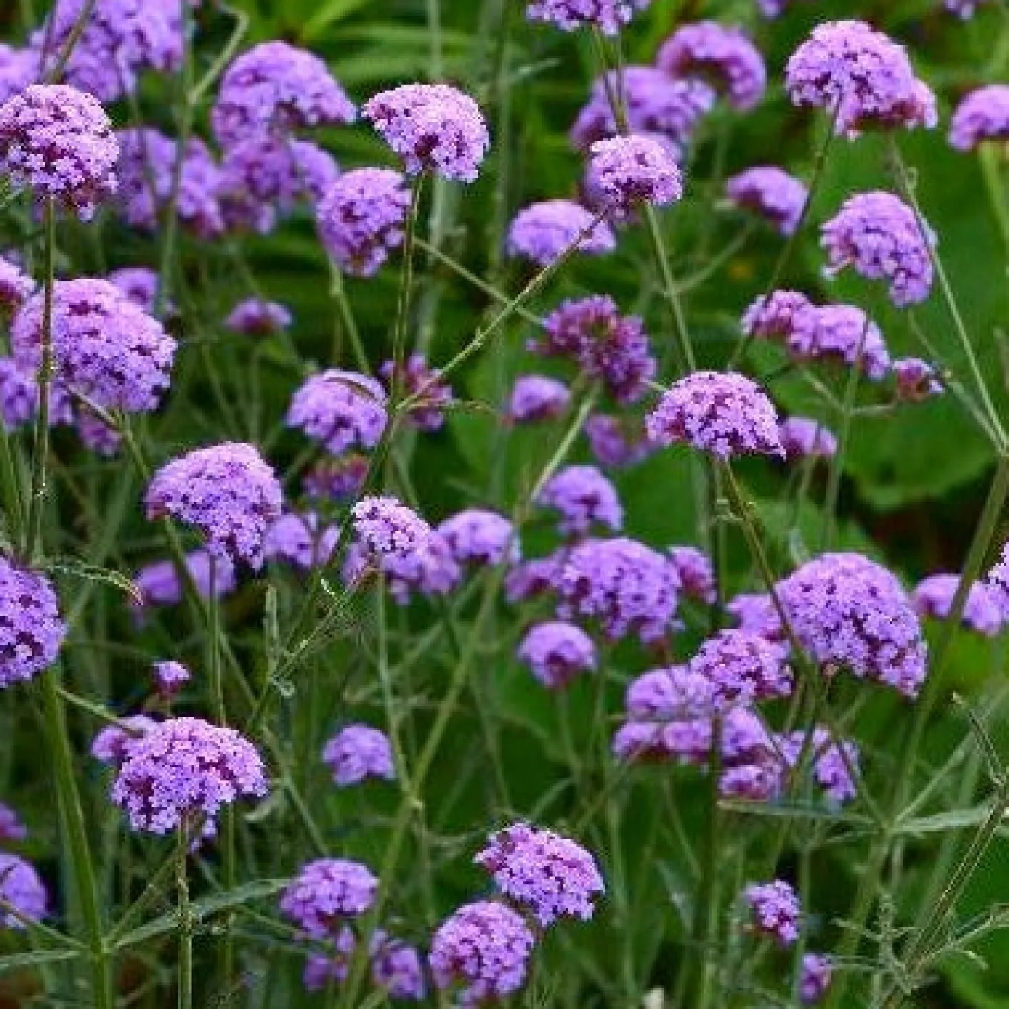 Patagonisches Eisenkraut Royal Dreams - Wolke aus Violett im Beet
