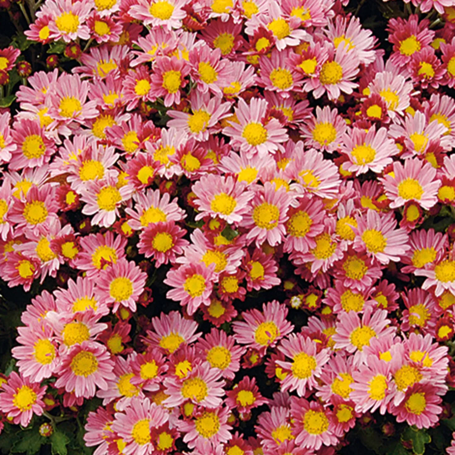Pazifik-Chrysantheme ‘Bengo Rosa’ - Rosa Blüten ohne Aufwand