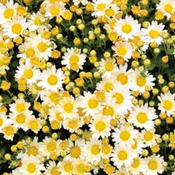Pazifik-Chrysantheme ‘Bengo Weiß’ - Weiße Blüten bis November
