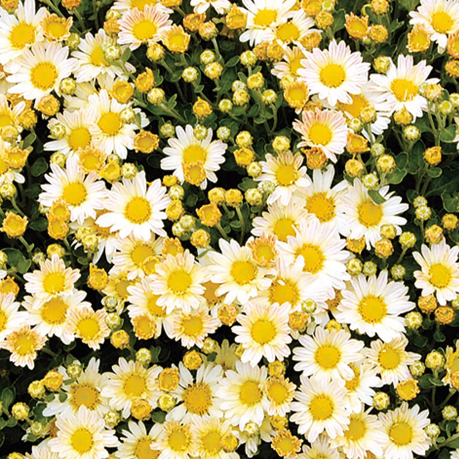 Pazifik-Chrysantheme ‘Bengo Weiß’ - Weiße Blüten bis November