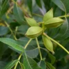 Pekannussbaum - Eigene Pekannüsse ernten