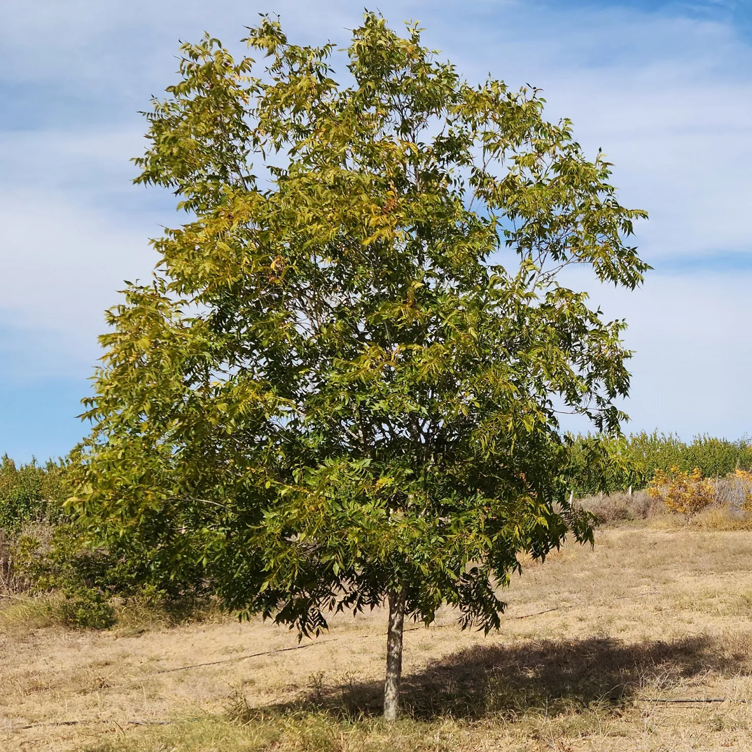 Pekannussbaum - Eigene Pekannüsse ernten