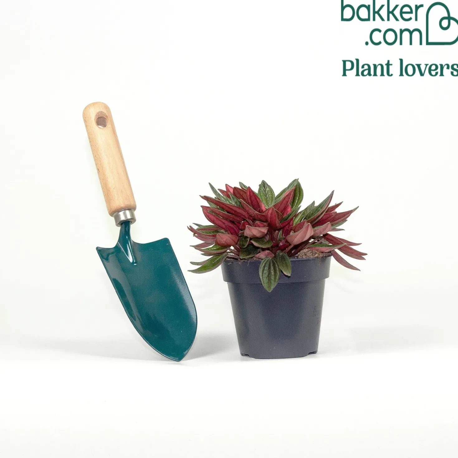 Peperomia Rosso - Sofort mehr Farbe zu Hause
