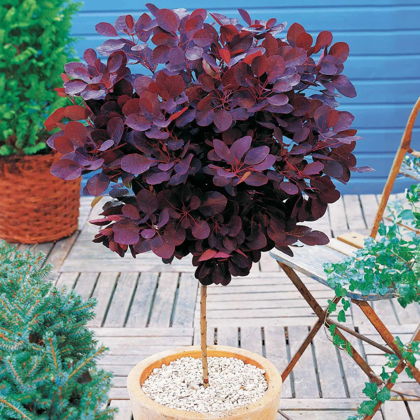 Perückenstrauch Cotinus 'Royal Purple' - Rauchwolke in Purpur