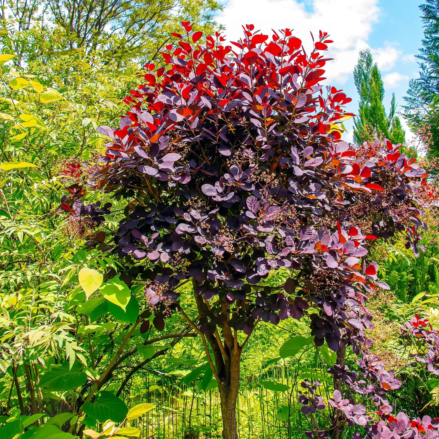 Perückenstrauch Cotinus 'Royal Purple' - Rauchwolke in Purpur