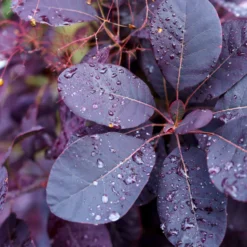 Perückenstrauch Royal Purple - Dunkles Laub, sofort edel
