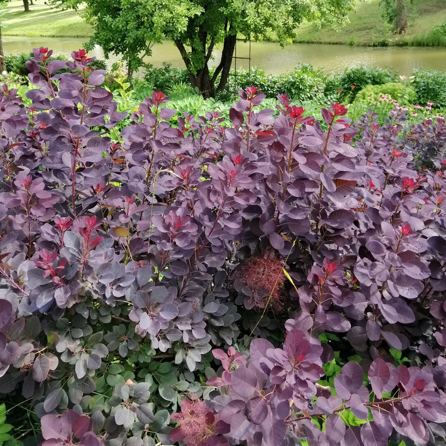 Perückenstrauch Royal Purple - Dunkles Laub, sofort edel