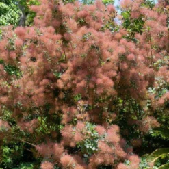 Perückenstrauch - Wolkiger Farbtraum im Garten