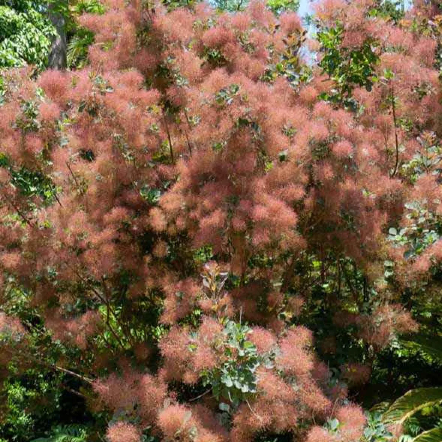 Perückenstrauch - Wolkiger Farbtraum im Garten