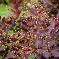 Perückenstrauch - Wolkiger Farbtraum im Garten