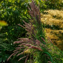 Perlgras Atropurpurea - Purpurwolke im Beet