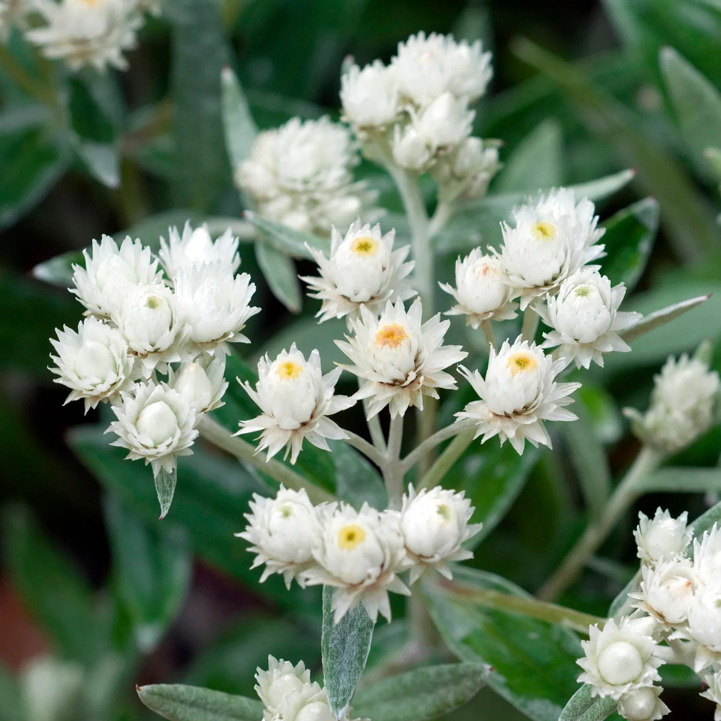 Perlkörbchen Silberregen - Trockenblumen ganz einfach