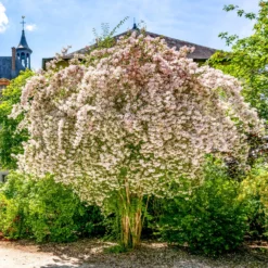 Perlmuttstrauch - Rosa Blütenwolke im Mai