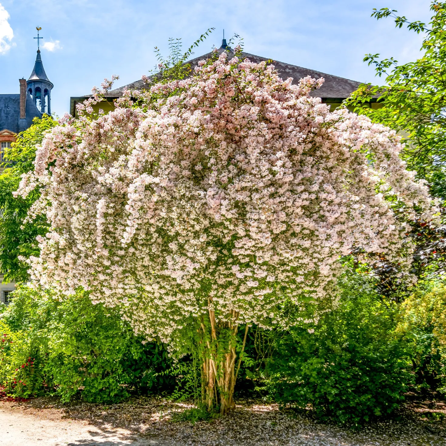 Perlmuttstrauch - Rosa Blütenwolke im Mai