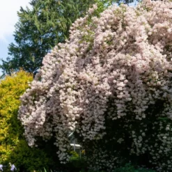 Perlmuttstrauch - Rosa Blütenwolke im Mai
