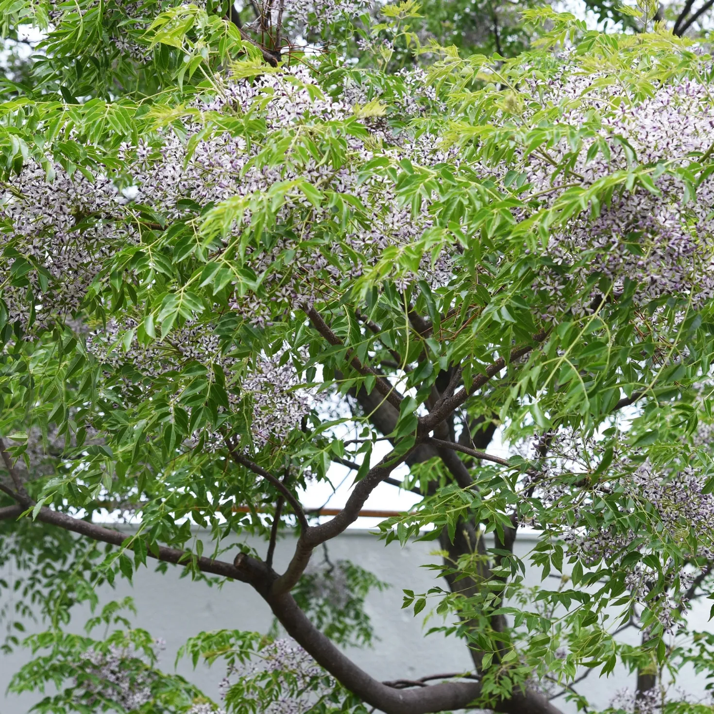 Persischer Flieder - Duftblüten wie ein Flieder