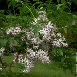Persischer Flieder - Duftblüten wie ein Flieder