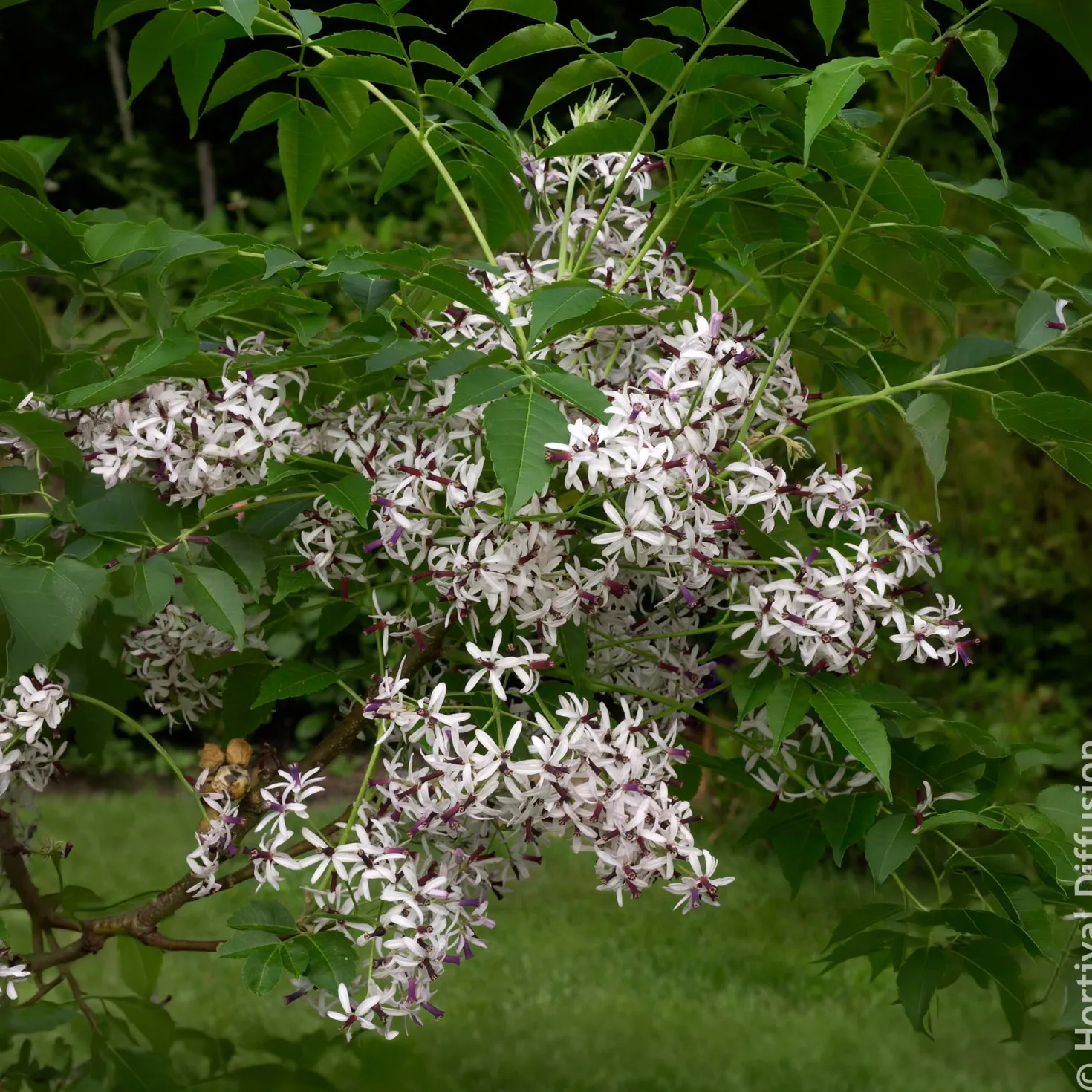 Persischer Flieder - Duftblüten wie ein Flieder