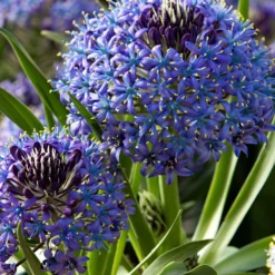Peruanischer Blaustern Mischung 'Peruviana Mix' (x2) - Blaue Sternenpracht im Beet