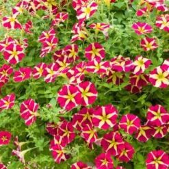 Petunie 'Amore Queen of Hearts' (x3) - Herzblüten den ganzen Sommer