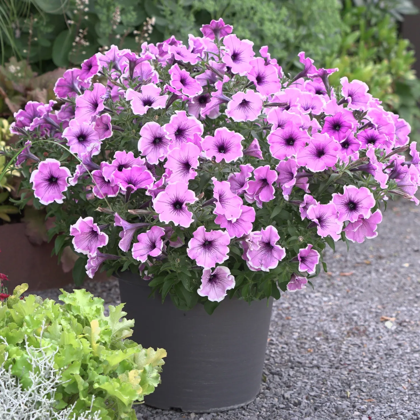 Petunie 'Famous Lavender Blush' (x3) - Sofort blühender Balkon