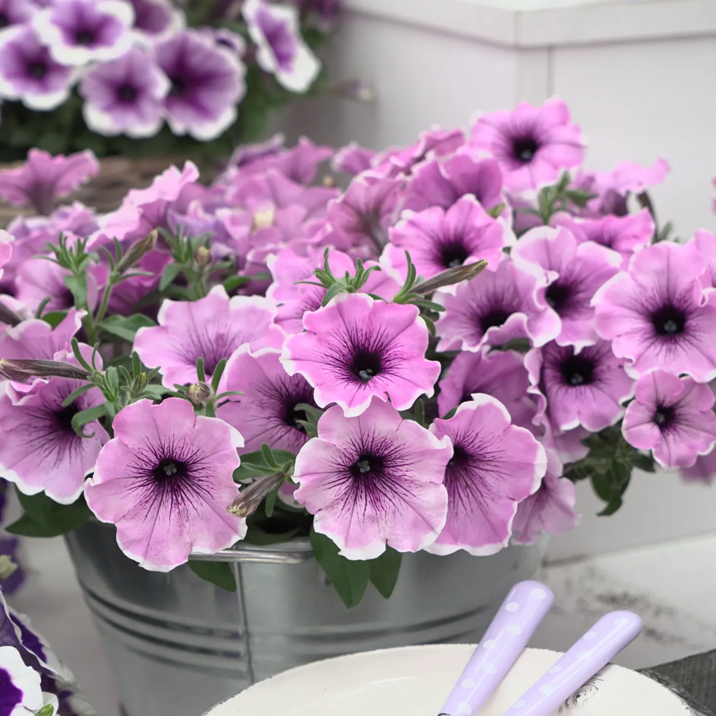 Petunie 'Famous Lavender Blush' (x3) - Sofort blühender Balkon