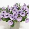 Petunie 'Lavender Sky' (x3) - Sofort blühender Blickfang