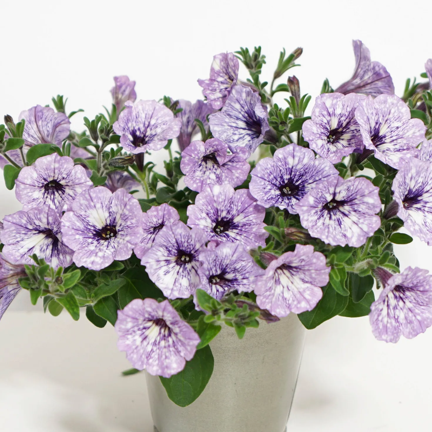 Petunie 'Lavender Sky' (x3) - Sofort blühender Blickfang