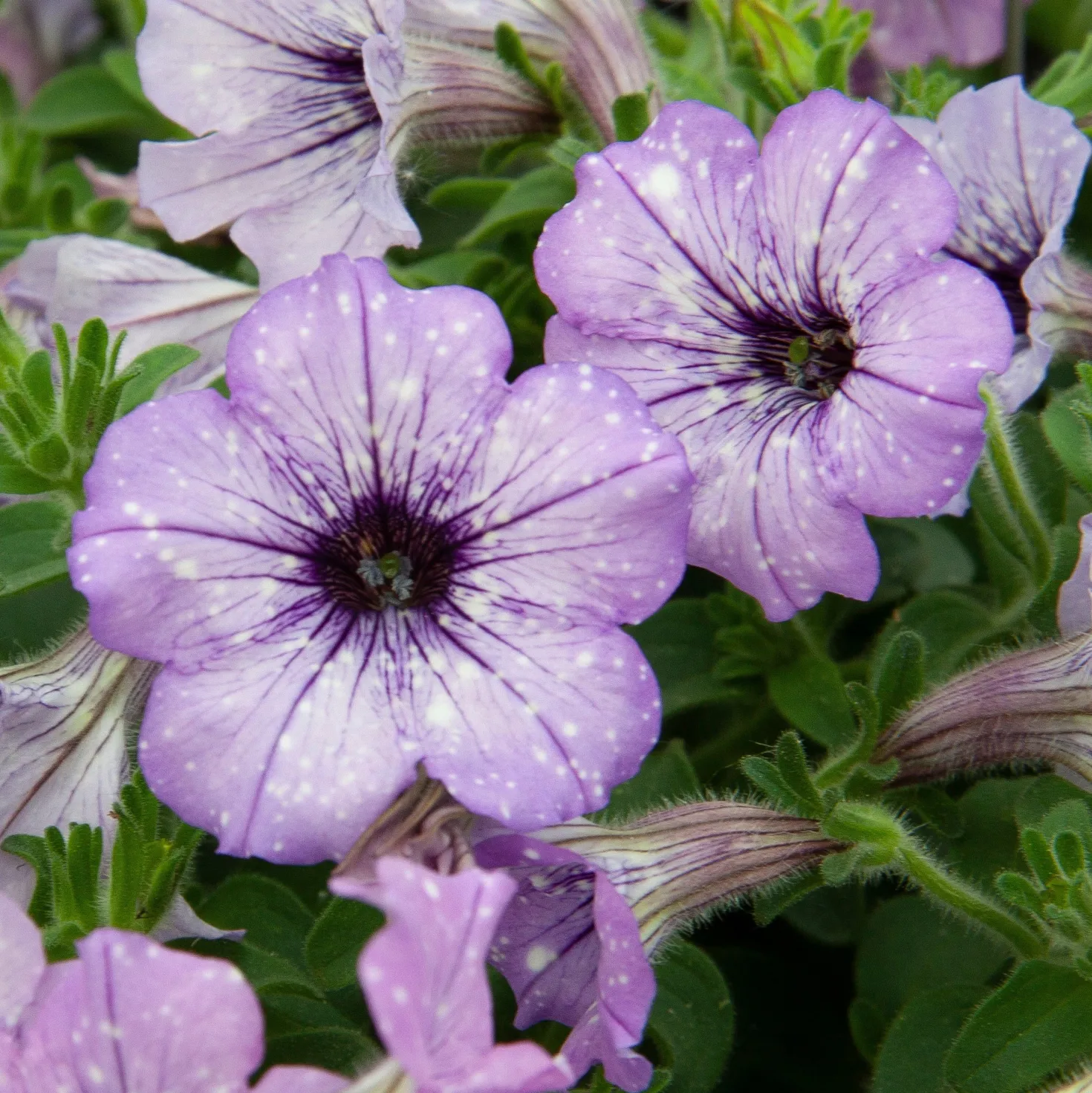 Petunie 'Lavender Sky' (x3) - Sofort blühender Blickfang