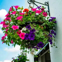 Petunien Mischung 'Alpetunia' (x3) - Blütenkaskade den ganzen Sommer