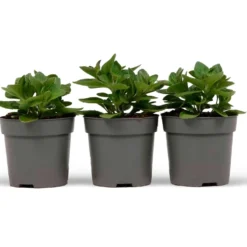 Petunien Mischung 'Alpetunia' (x3) - Blütenkaskade den ganzen Sommer