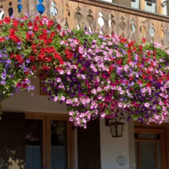 Petunien Mischung 'Alpetunia' (x3) - Blütenkaskade den ganzen Sommer