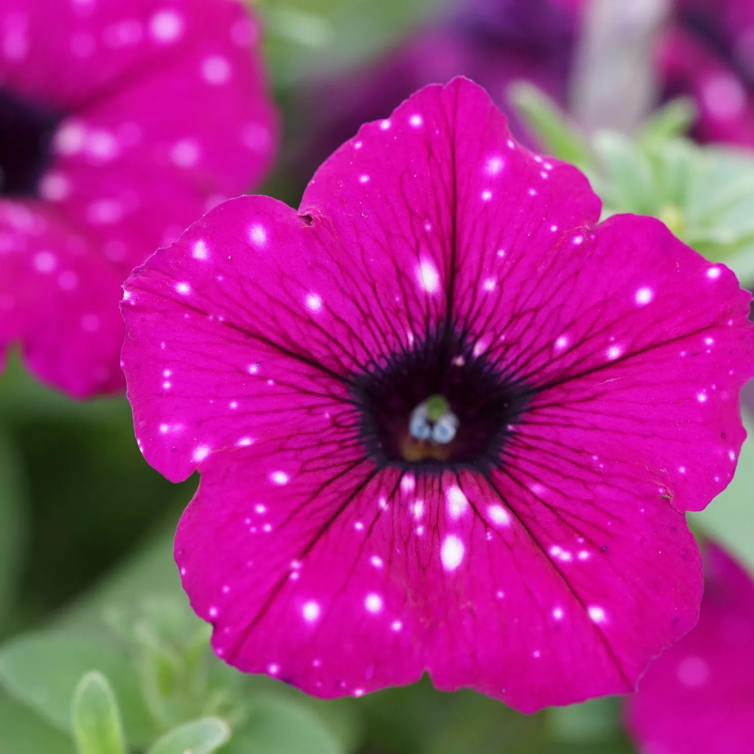Petunie 'Royal Sky' (x3) - Sternenhimmel im Blumenkasten