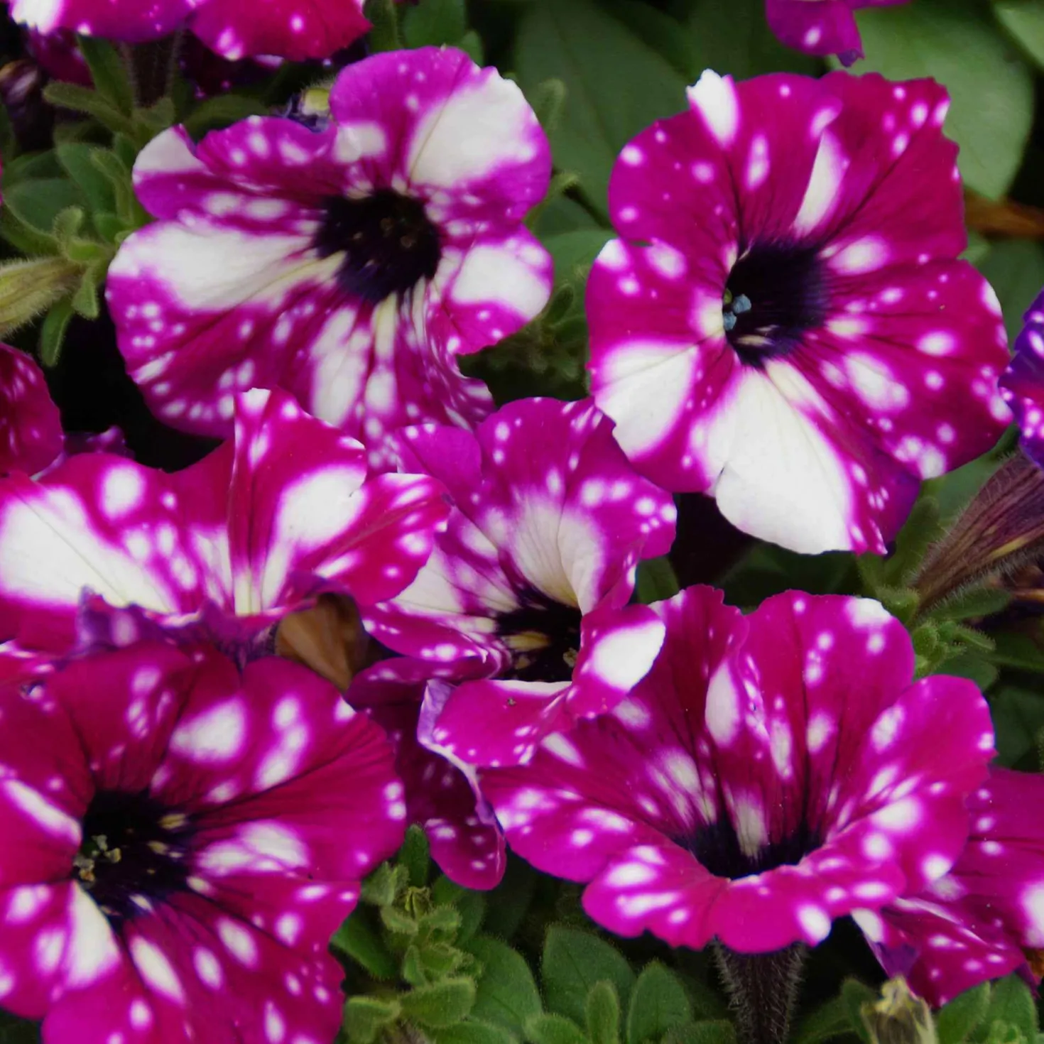 Petunie 'Royal Sky' (x3) - Sternenhimmel im Blumenkasten
